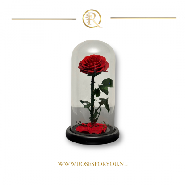 Rosesforyou belle roos in glazen stolp rood