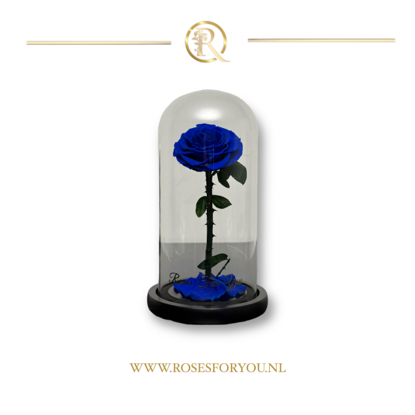 Rosesforyou belle roos in glazen stolp Royaal blauw