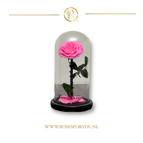Rosesforyou belle roos in glazen stolp roze